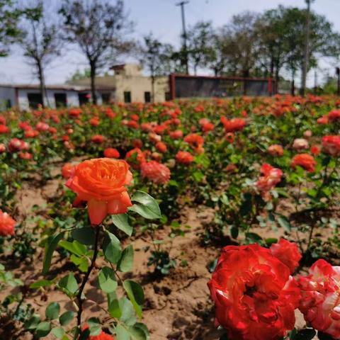 北山口镇：环境整治“不歇脚” 点亮“生态宜居星”