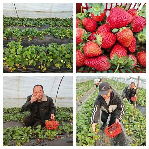 北山口镇乡村振兴“新景象” 之产业兴旺