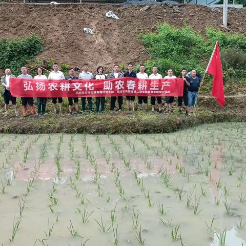 鱼塘村：助农插秧解民忧  志愿服务暖民心