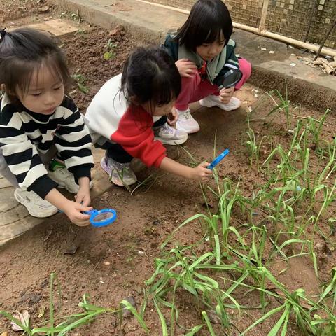 屯昌县坡心镇中心幼儿园教师种植分享活动