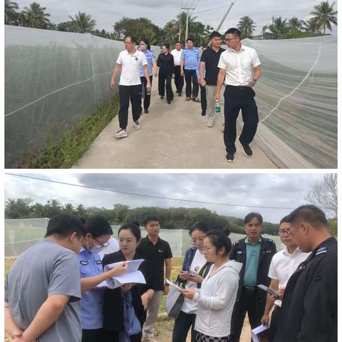 协助做好豇豆抽检工作