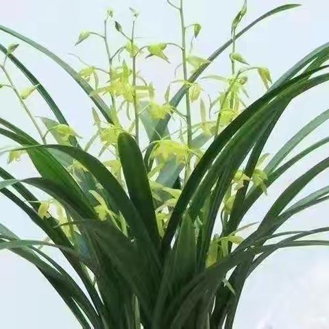 同心共育待花开 “家”倍守护共成长————东杨庄小学春季家长会