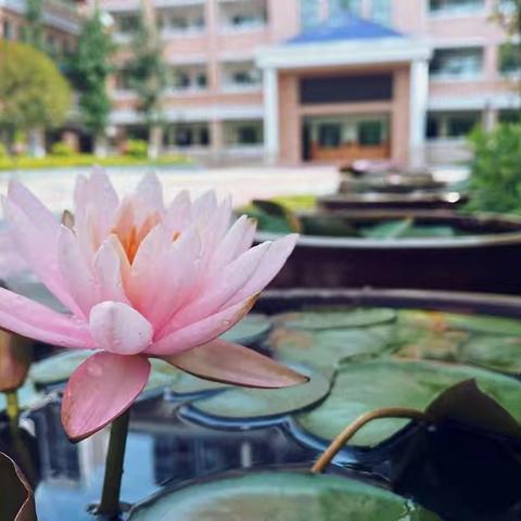 运动小先锋·快乐向前冲 ——记盼盼二小2408班﻿第春季运动会纪实