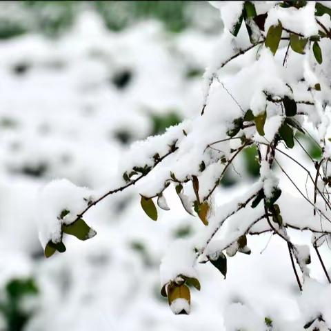 家校齐协作，扫雪护安全——两渡中学校园扫雪纪实