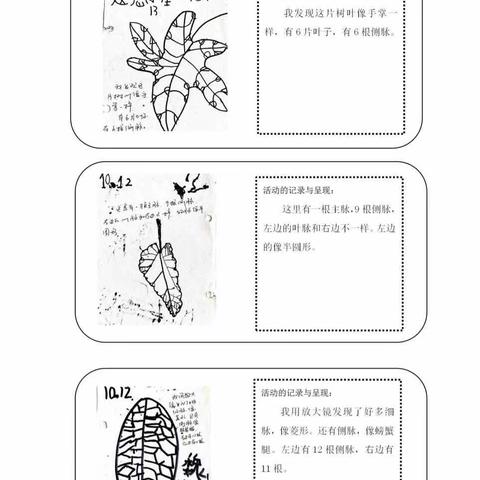 课程故事:探秘叶脉 追寻自然——三山中心幼儿园 苗二班