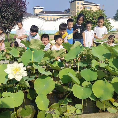 清凉一夏，“暑”你最棒——曹庄幼儿园暑期托管之旅