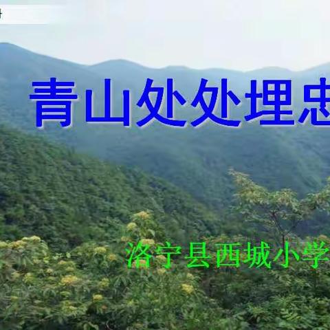 《青山处处埋忠骨》 教学设计（赵金鸽）