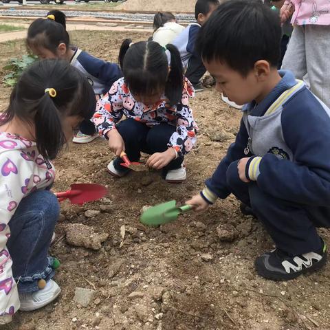 种蒜日记——新营小学幼儿园中五班