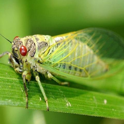 我是虞世南诗中的那只蝉
