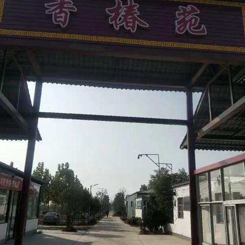香椿苑课程规划如下：