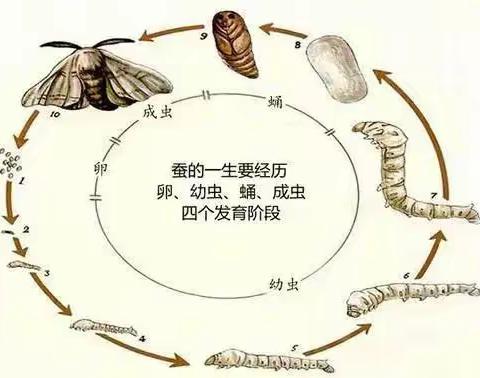 我与蚕宝宝共成长