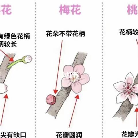 生物校本教材领略生命之美——达开高级中学高一年级生物组校本选修课程