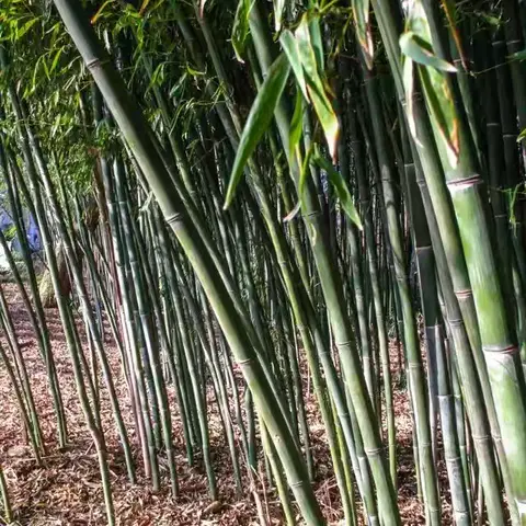 一件有意义的事——挖冬笋