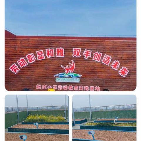 【灞桥教育 赵小实践】探索  实践 成长 收获——赵庄小学劳动实践种植活动