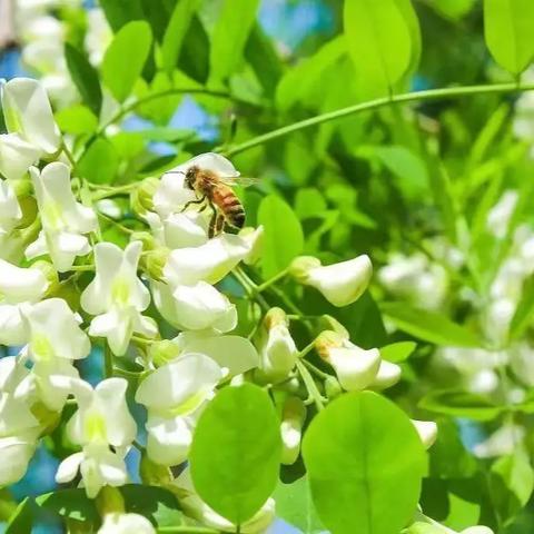 赏四月槐花，烹人间烟火，品枝头清香——马岭岗镇中心小学劳动周实践活动