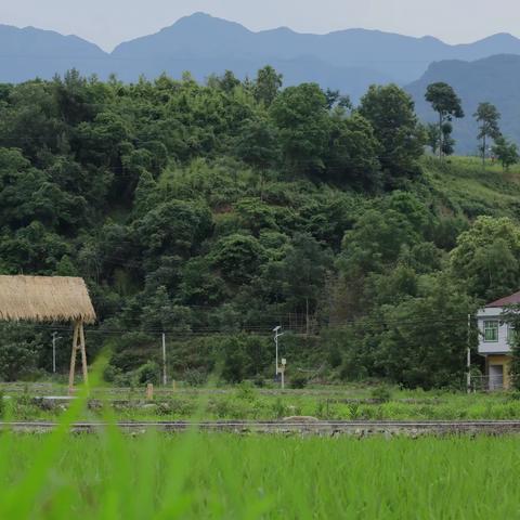 2023走出杨凌看示范｜乡村让城市更向往，米之乡，安康粮。