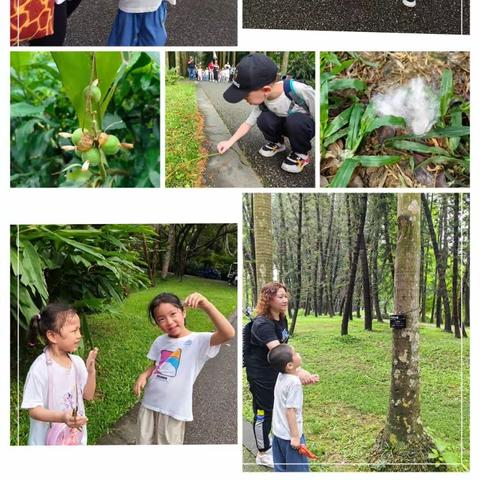 大同园区中三班-华南植物园亲子郊游活动