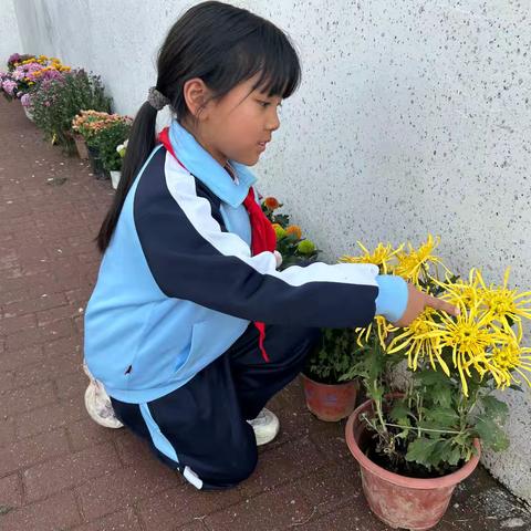 【和美教育】开封市一师附小龙亭学校开展小学跨学科教学主题“菊韵秋芳”的实践探索