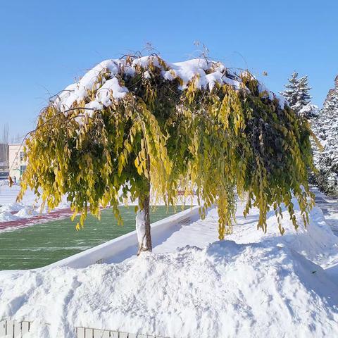 扫雪除冰暖校园  齐心协力保安全