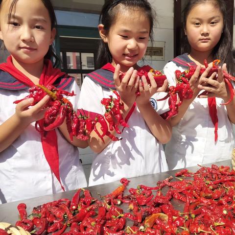 火红的秋天 “椒”傲的收获——开封大学附属小学三年级劳育实践纪实之辣椒篇