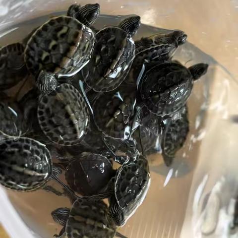 5月20日班级小广播📣：乌龟🐢回家记