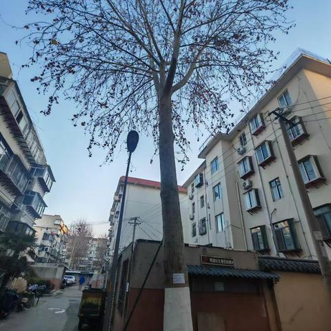 【智慧明湖·聚慧县东】修剪树木除隐患 社区服务添温情--大明湖街道县东巷社区