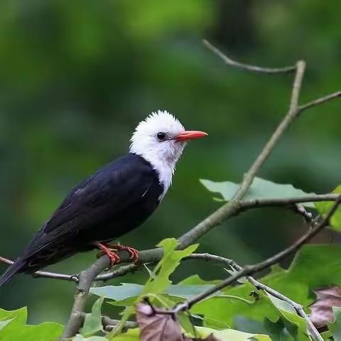 爱鸟护🐤