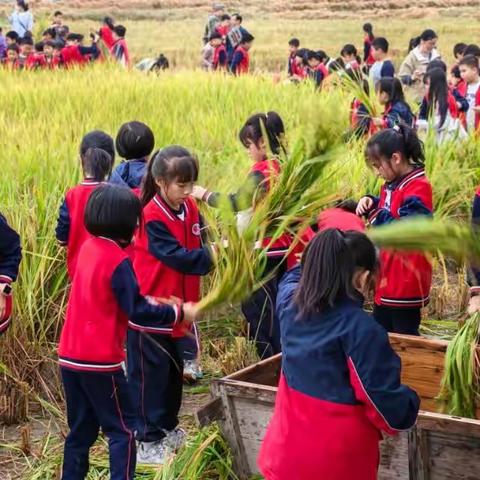 《走出课堂，遇见成长｜文化路小学四年级罗家坪研学纪实》