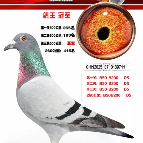 吉林海东青赛鸽俱乐部获奖鸽欣赏