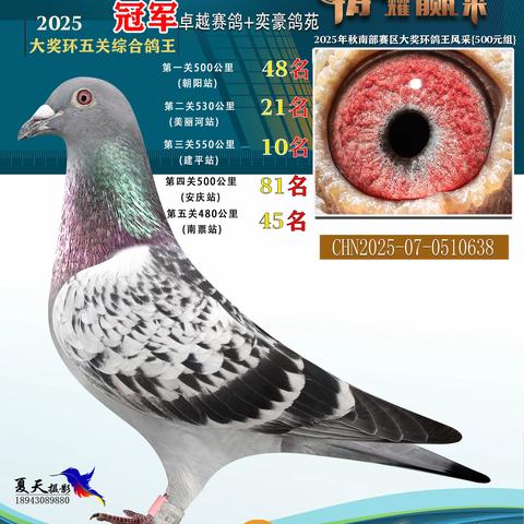 25年秋唐氏赛鸽俱乐部南部赛区500环获奖鸽1-102名