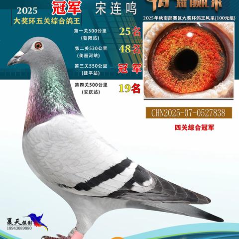 25年秋唐氏赛鸽俱乐部南部赛100环奖鸽