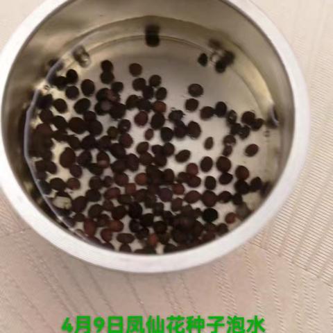 我的凤仙花成长记