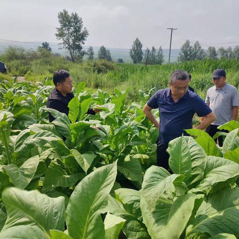 牡丹江烟叶公司生产经理莅临穆棱烟叶分公司查看优化结构及烟田长势情况