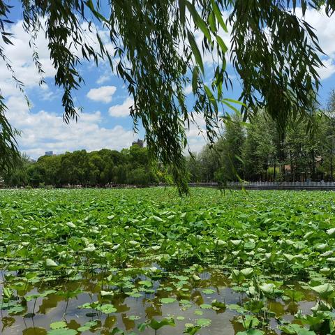 彩云之南——旅行日记6