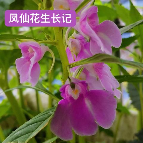 凤仙花生长记