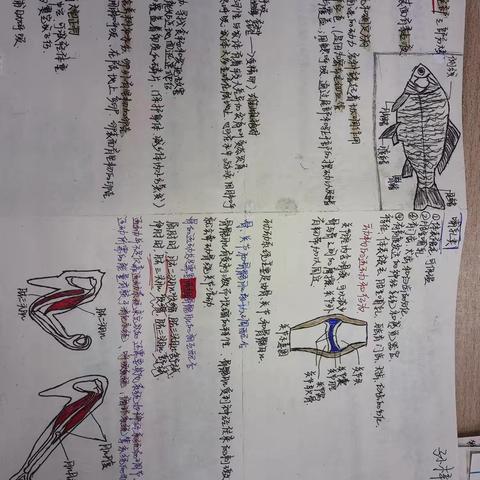 第二周生物知识点整理优秀学生作业！