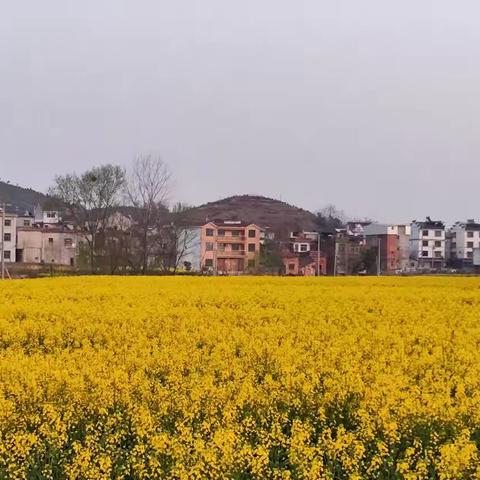 凉亭中小二年级（1）班从田间到课堂的科学之旅 ——田野里的“自然实验室”