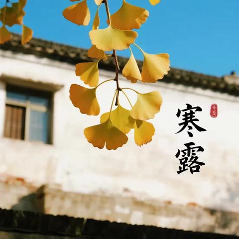 露寒秋晚，凉意渐浓——中四班寒露节气主题活动