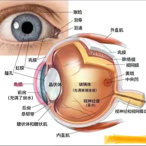 2024年全国爱眼日近视👓科普小知识