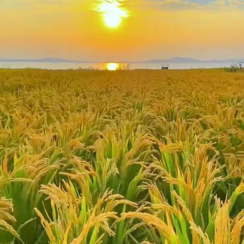 识五谷之美，感秋实之韵——记西关小学二（3）班小匠人的五谷魔法