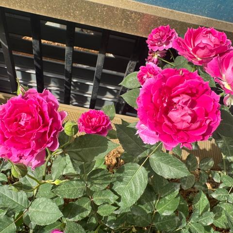 春日限定，校园花开，与美好不期而遇——田林县特殊教育学校校园绿化纪实