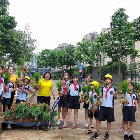 农事躬耕炼真知—那黄小学忙插秧