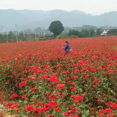 田园古风，花海同行一一我们的快乐周末