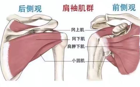 肩袖损伤是怎么回事？和肩周炎有什么区别？