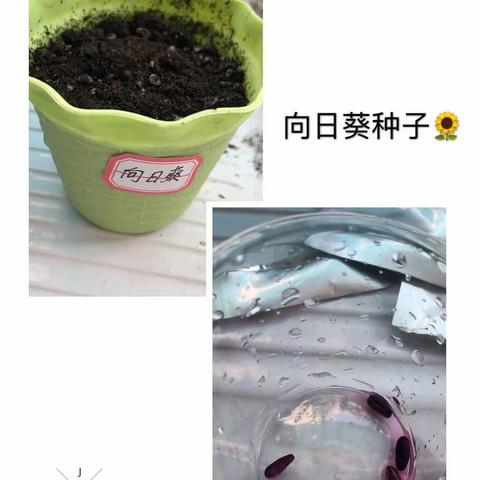 暑假种植观察记录