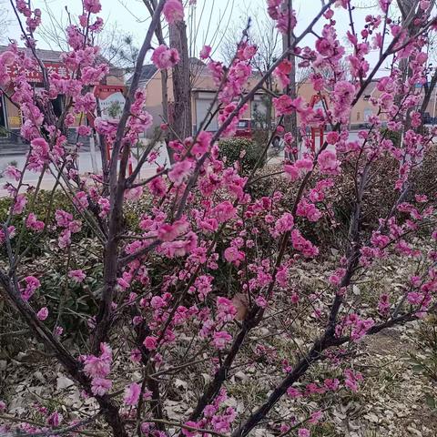 查旧社区日间照料中心3月18日-24日周汇总