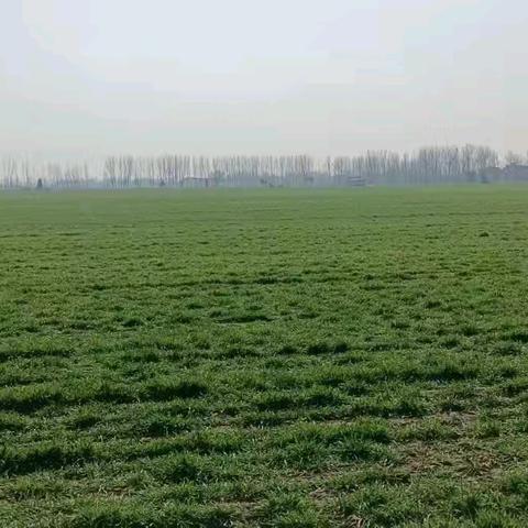 青青麦苗，悠悠我心