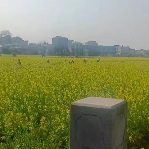 油菜花中的想念