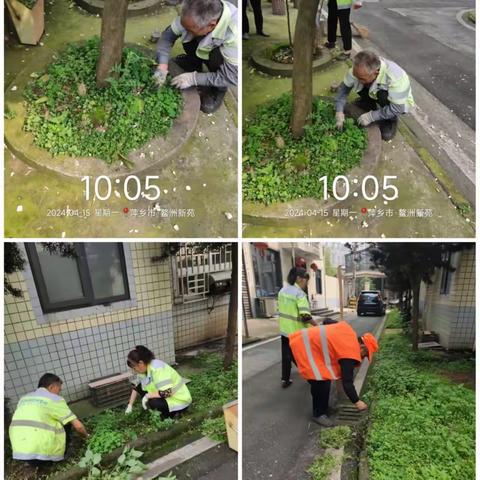 【萍乡玉禾田】草长莺飞杂草生，员工除草一天天——玉禾田