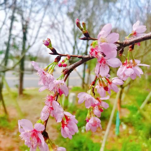 人间三月，拾花酿春